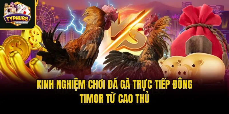 Kinh Nghiệm Chơi Đá Gà Trực Tiếp Đông Timor Từ Cao Thủ 4 Kinh nghiệm chơi chọi gà Đông Timor chắc thắng từ cao thủ