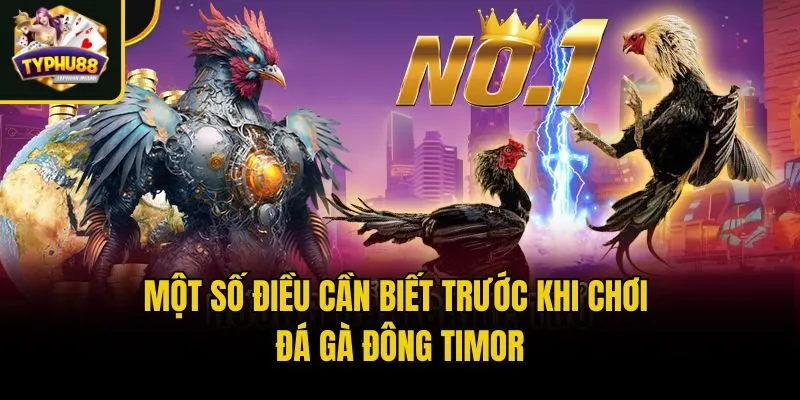 Kinh Nghiệm Chơi Đá Gà Trực Tiếp Đông Timor Từ Cao Thủ 3 Một số điều cần biết trước khi chơi đá gà Đông Timor