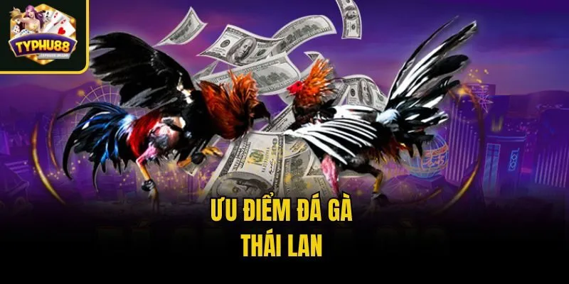 Bật Mí Chi Tiết Ưu Điểm Của Đá Gà Thái Lan Trực Tiếp 3 Ưu điểm Đá gà Thái Lan